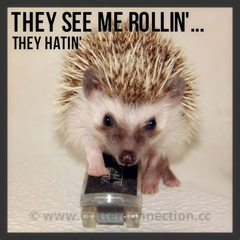 10 Best Hedgehog Meme ideas | hedgehog meme, funny animals, cute hedgehog