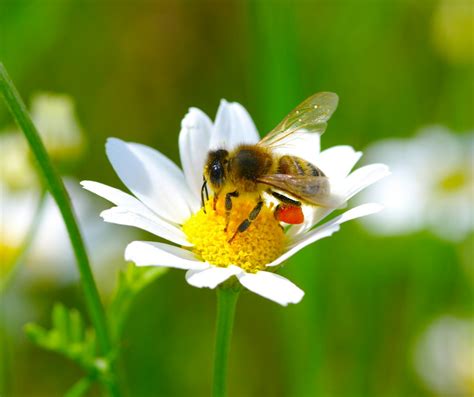 Bees Algorithm Applications 的图像结果