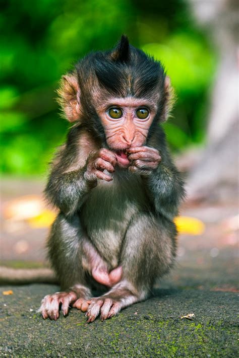 Monkey Sticking Up Middle Finger Photos, Download The BEST Free Monkey ...