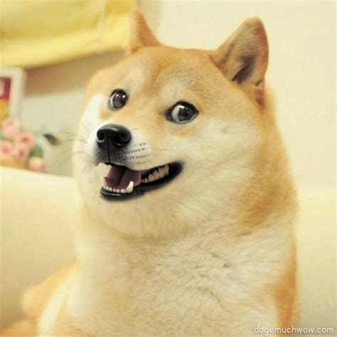 Doge Happy Memes 15+ Funny Smiling Dog Memes That Make You Laugh