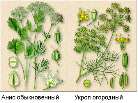 Бедренец каменоломковый, или почему не стоит бездумно доверять ...