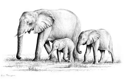 elephant group drawing