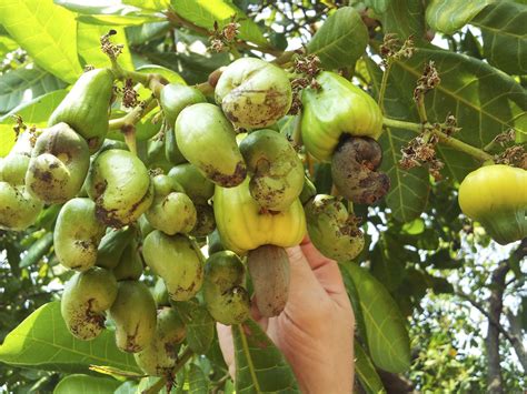 Cashew Nut Trees: Learn How To Grow Cashews