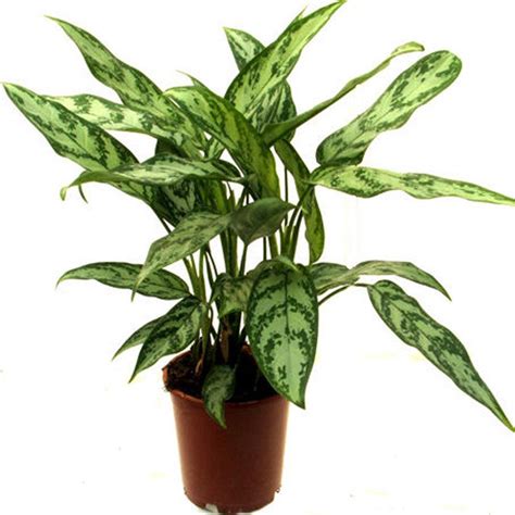 Aglaonema Malay Beauty - Indoor Plants – Exotic Space