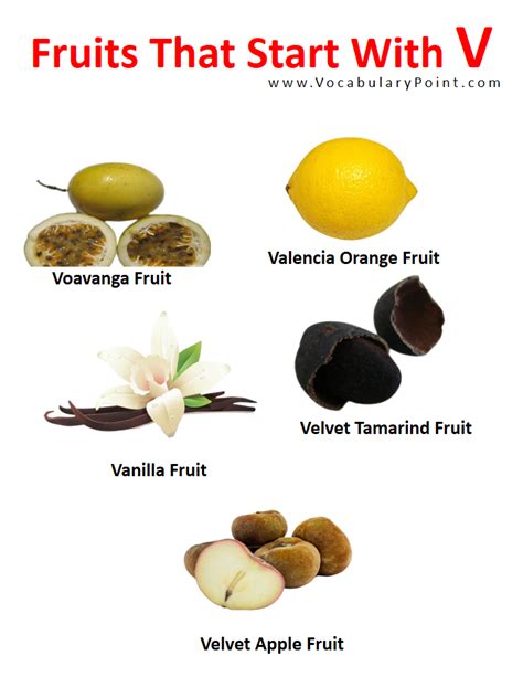 Fruits Starting with V (Properties and Pictures) - Vocabulary Point