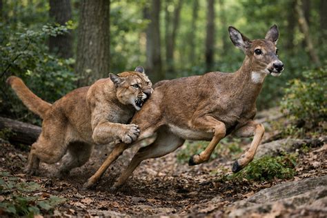 What Eats Deer the Most? Top Predators and Their Impact - Know Animals