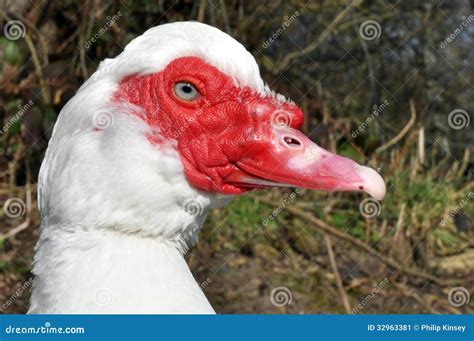 White Ducks With Red Beaks
