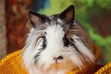 Long-haired Rabbit Breeds - Every Bunny Welcome