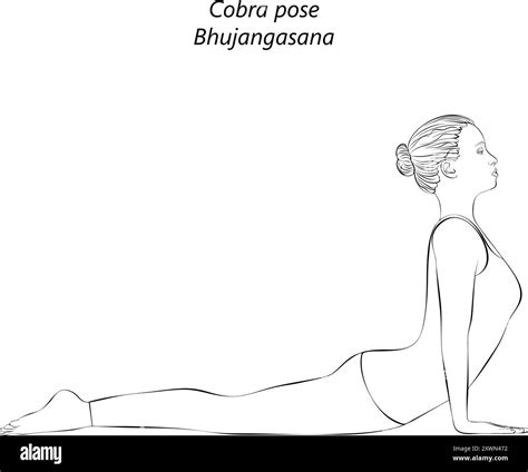 Sketch of young woman practicing Bhujangasana yoga pose. Cobra pose ...