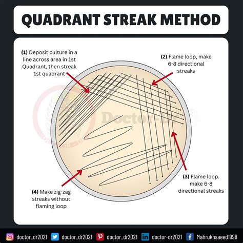 Streak Plate Method: A Complete Guide for Microbiologists