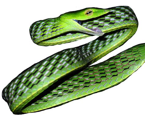 ‘Disentangling vines’ – the discovery of five new species of vine ...