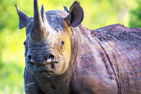 Black Rhinoceros Endangered