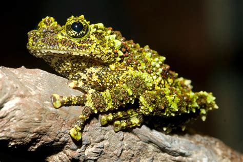 Animals of the world: Vietnamese Mossy Frog