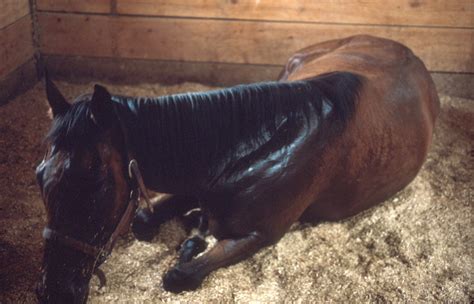 Can A Horse Colic And Still Poop at Kiara Cann blog