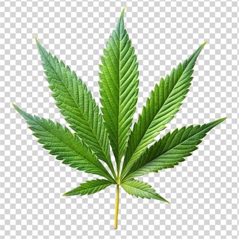 Marijuana leaf isolated on transparent background | Premium AI ...