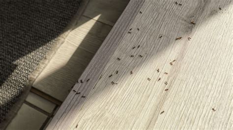 Do Ants Carry Disease? - Conquer Critters