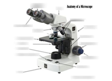 Image result for Introduction to Microscope Lab Answer Key