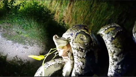 Reticulated Python Eating Rabbit 的图像结果