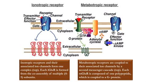 Basic mechanism of epilepsy | PPTX