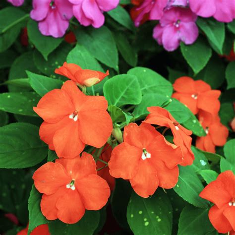 Flowers that Grow in the Shade – Gardeners Basics