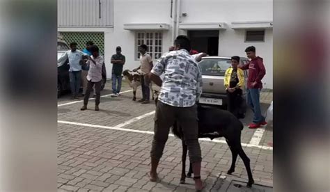 Ram fights advertised on Instagram spark animal cruelty row