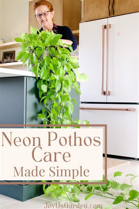 Golden Pothos Plant Care: An Easy Care Plant With Long Trails in 2024 ...