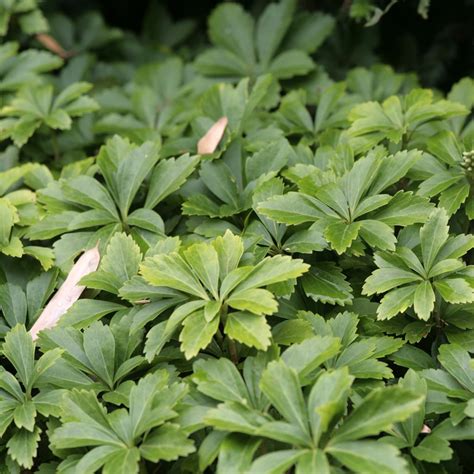 Pachysandra terminalis - An evergreen ground cover for shade.