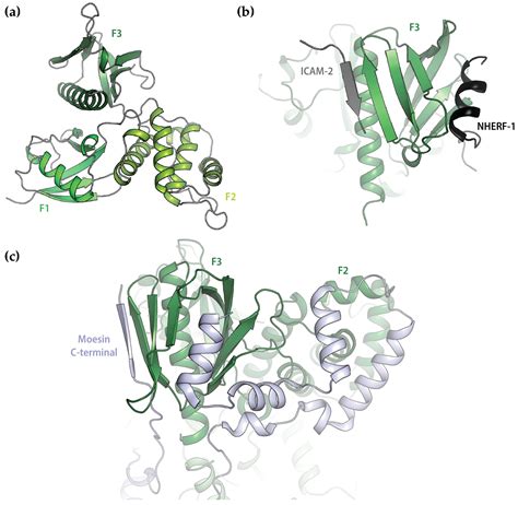 Structural Basis for the Interaction between the Ezrin FERM-Domain and ...