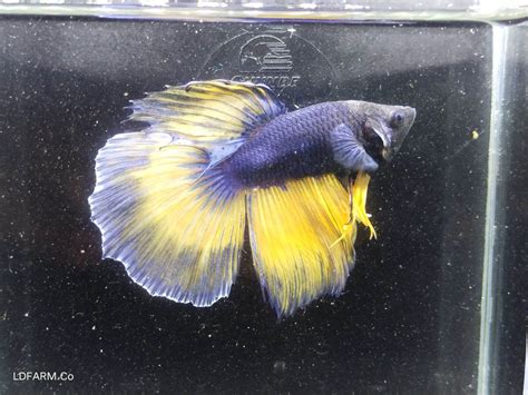 Image result for Betta Fish Compatibility