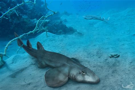 A Unique Window Into the Past – Ancient Jurassic Shark Fossil Reveals Surprising Evolutionary ...