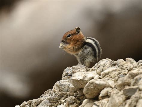 Golden Mantled Ground Squirrel Vs Chipmunk