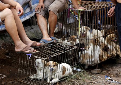 Yulin Dog Meat Festival 2015: Chinese Increasingly Disinterested In ...