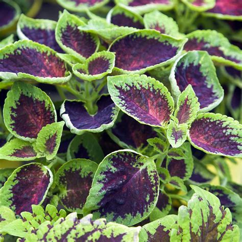 How to Grow Coleus Plants