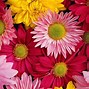 Image result for Pink Daisy Background