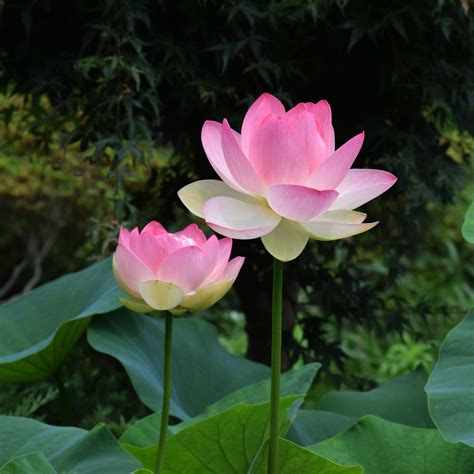 The Lotus Flower is Everything, Everywhere, All At Once (in Thailand ...