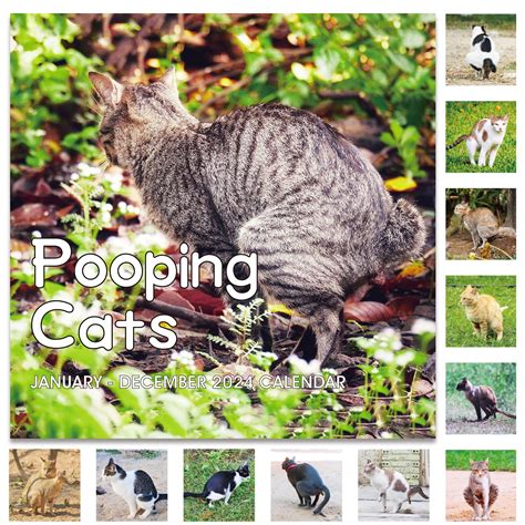 Buy Pooping Cats 2024 - Perfect White Elephant Gift, Funny 2024 uk ...