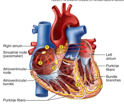 Image result for Cardiac Conduction System Disorders