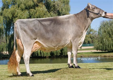 Brown Swiss Show Cow