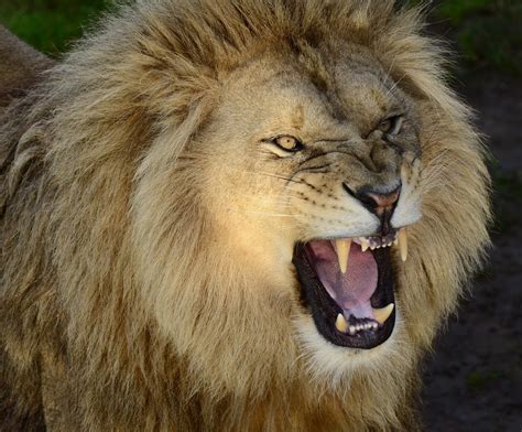 Image result for Lion Algorithm