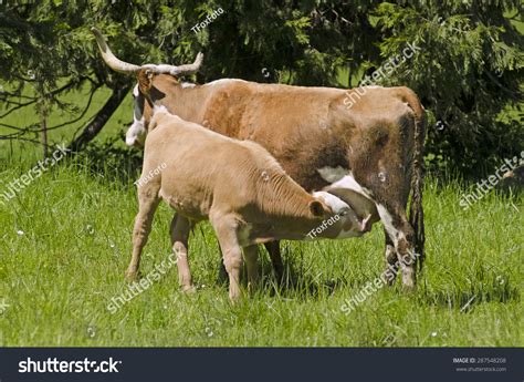 Corriente Cross Cattle