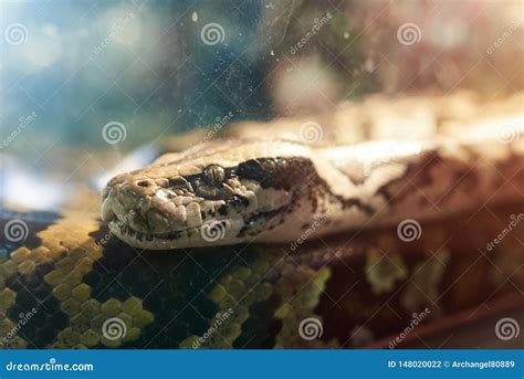 Python Aquarium System 的图像结果