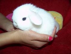 Image result for White Holland Lop