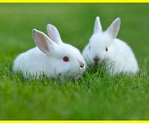 Image result for Black and White Rabbit
