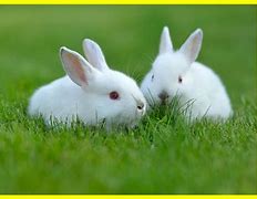 Image result for California White Rabbit
