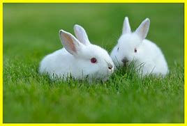 Image result for White Rabbit Kingham