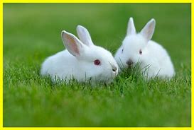 Image result for Black and White Rabbit JPEG