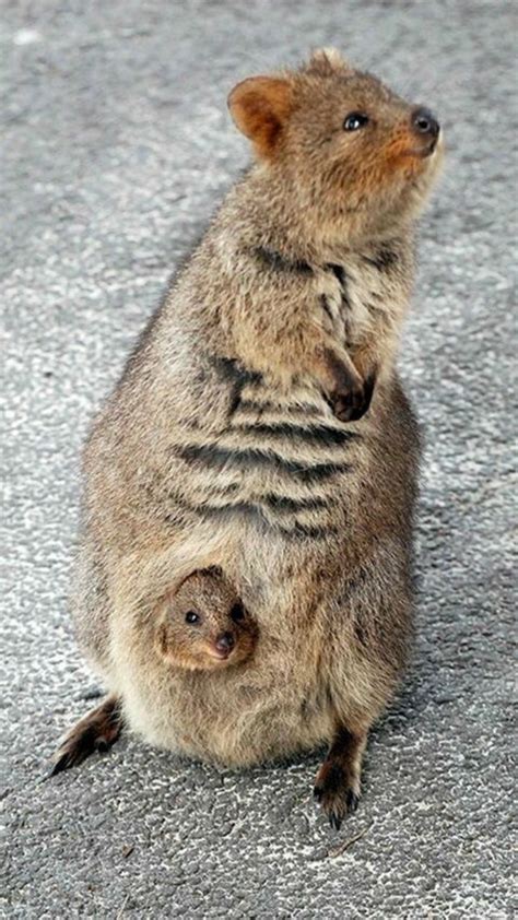 Quokka Pet : Quokka | Cute animals, Australian animals, Quokka / If you are ever lucky enough to ...