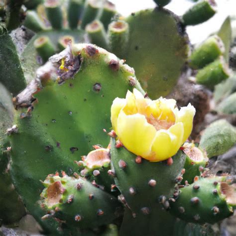 Buy Healthy Opuntia Ficus Indica (Indian Fig, Prickly Pear, Cactus Fru ...