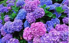 tailler les hortensias photos hortensia quand et comment le tailler tailler les hortensias photos hortensia quand et comment le tailler