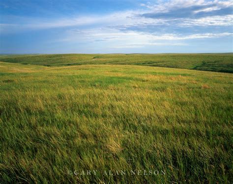 Prairie Grasses to the Horizon photo | Prairie, Grass, Grassland